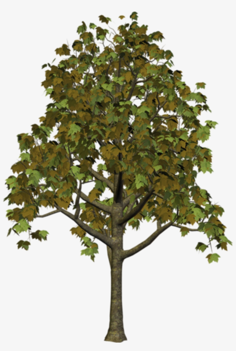 Árvores Árvore 5 Png - Fall Trees Png, transparent png #1088139