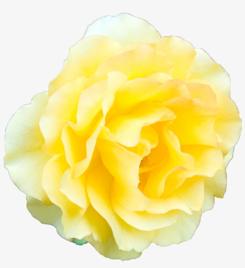 Yellow Rose Transparent Background, transparent png #1088194