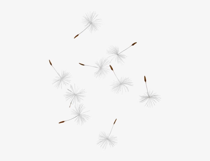 Dandelion Seed Png Picture Freeuse - Transparent Dandelion Seeds, transparent png #1088271