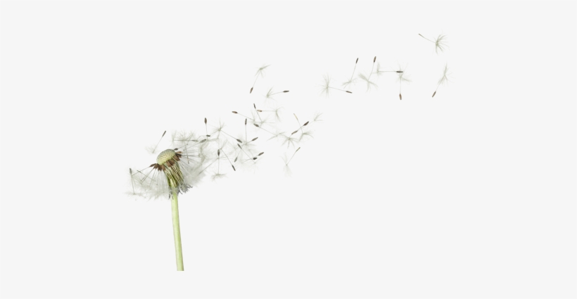 Dandelion Png Image With Transparent Background - Love Me Not By M. J. Arlidge, transparent png #1088278