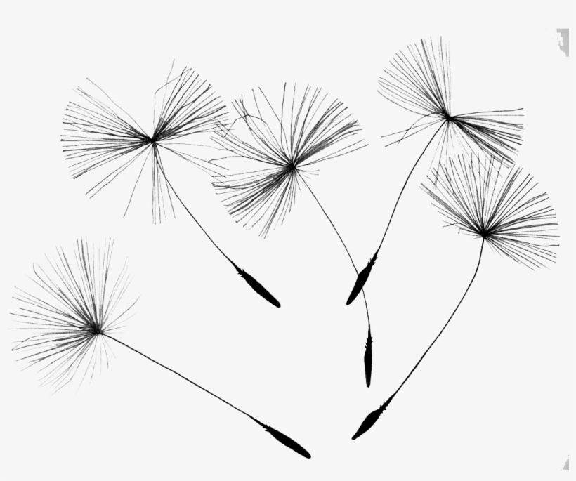 Svg Stock Common Dandelion Flower Seed Drift Transprent - Dandelion Png, transparent png #1088321