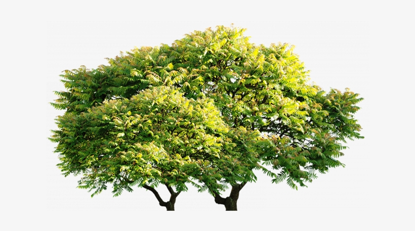 Arvore - Poster: Jenney's Spring Mimosa, 61x46in., transparent png #1088346