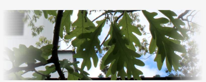 Oak Leaves Blog - Plane-tree Family, transparent png #1088386