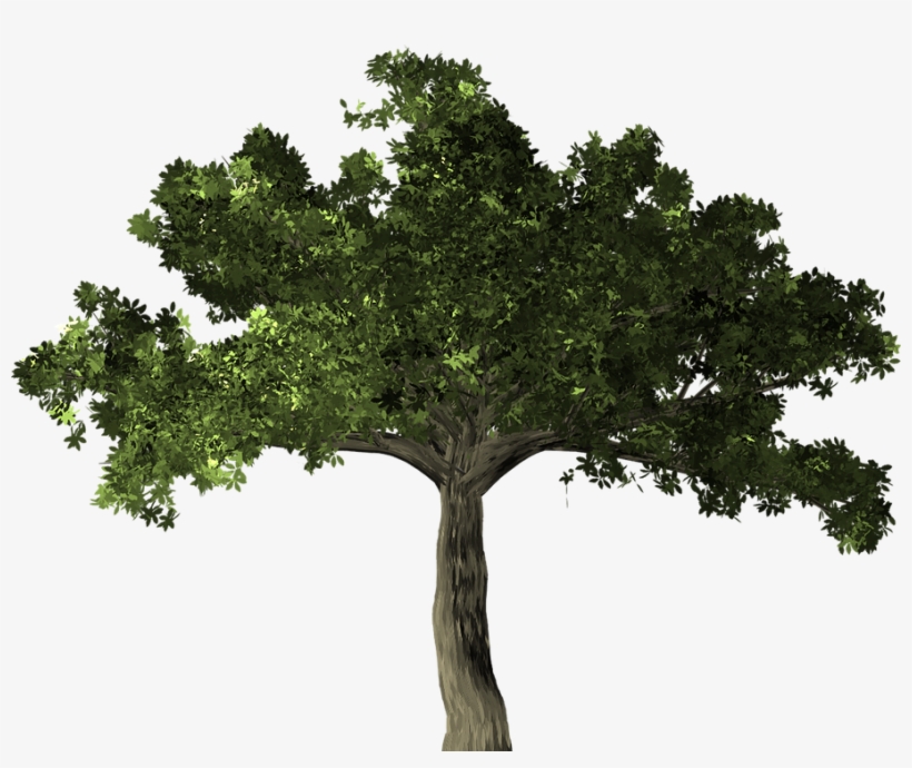 Arvore Png Planta - Transparent Background Fig Tree Png, transparent png #1088402