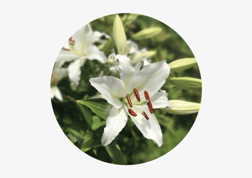Easter Lilies - Lily, transparent png #1088450