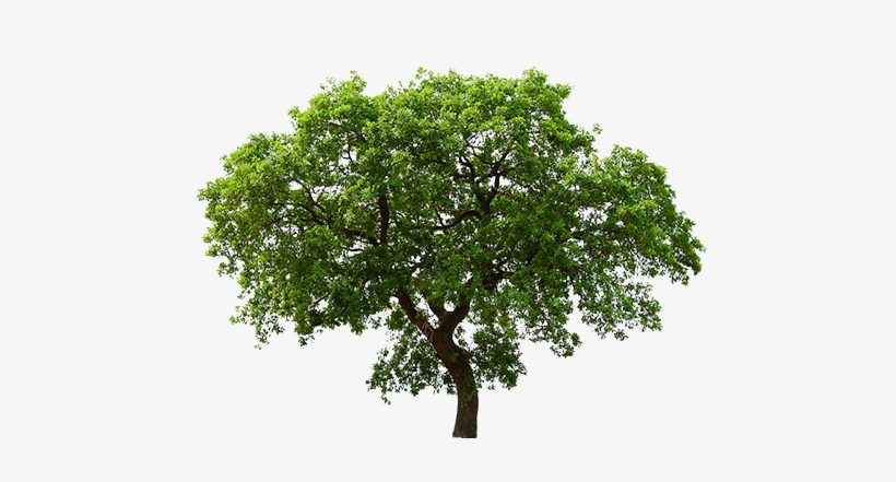 Arvore - Tree Png Transparente, transparent png #1088488