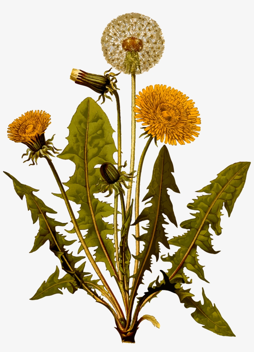 Clipart - Teeth Of The Lion By Anita Sanchez, transparent png #1088505