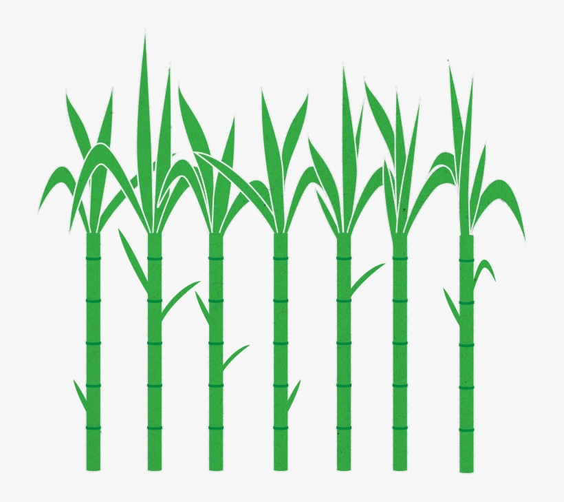 Banner Black And White Library Home Coated Documentary - Sugarcane, transparent png #1088531