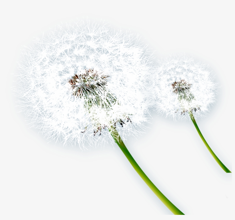 Music Notes Png For Free Download - Dandelion, transparent png #1088532