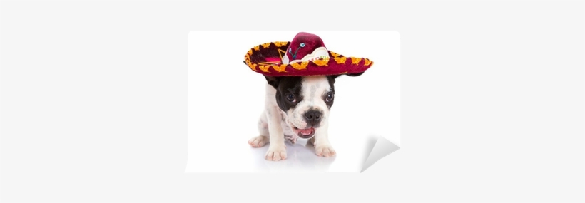 French Bulldog Puppy In Mexican Sombrero Over White - Puppy, transparent png #1088587