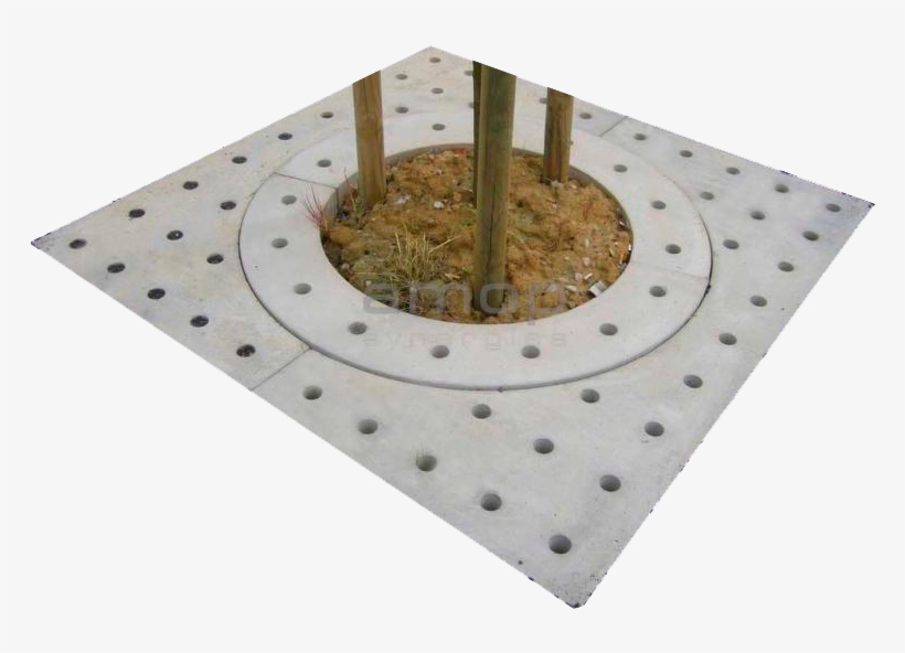 Tree Surrounds - Urbano Caldeira, transparent png #1088607