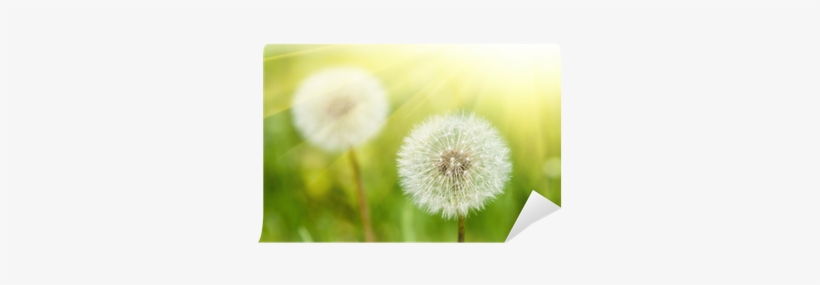 Common Dandelion, transparent png #1088823