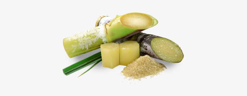 About Sugar Cane, Where You'll Learn About Its History, - Use Of Gibberellic Acid In Brewing, transparent png #1088825