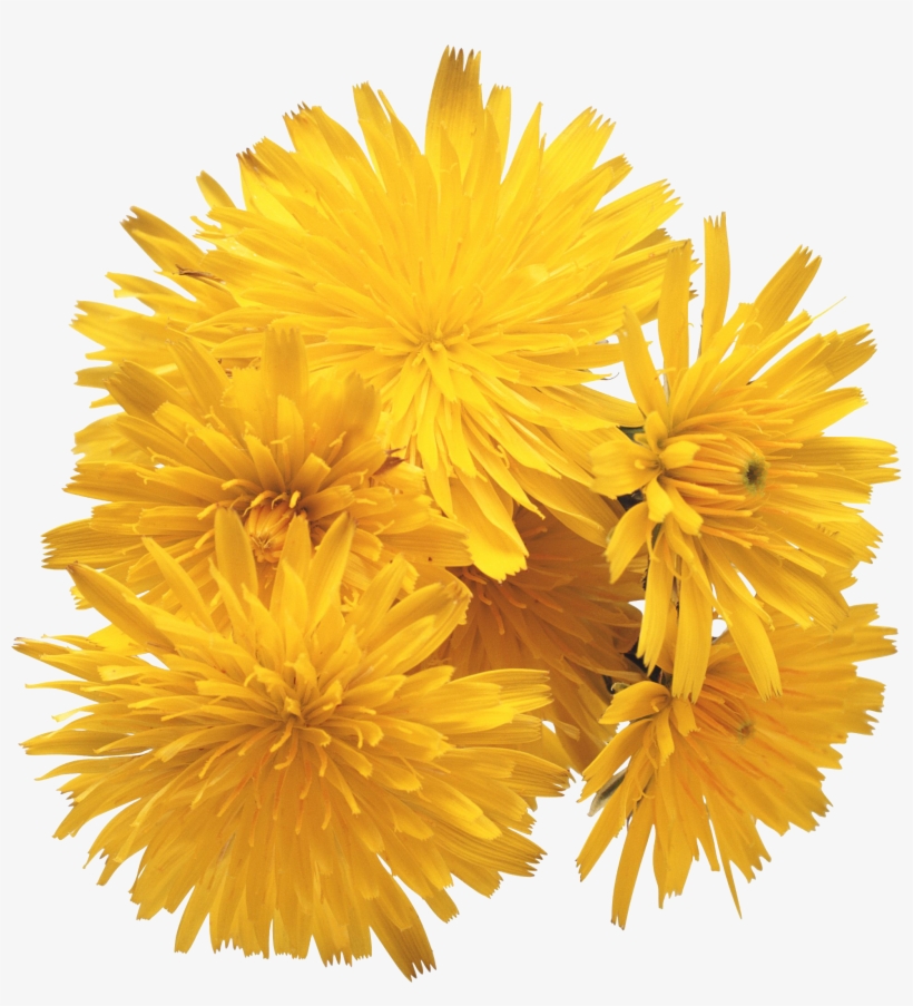 Dandelion Png - Ray Conniff - Love Songs, transparent png #1088915