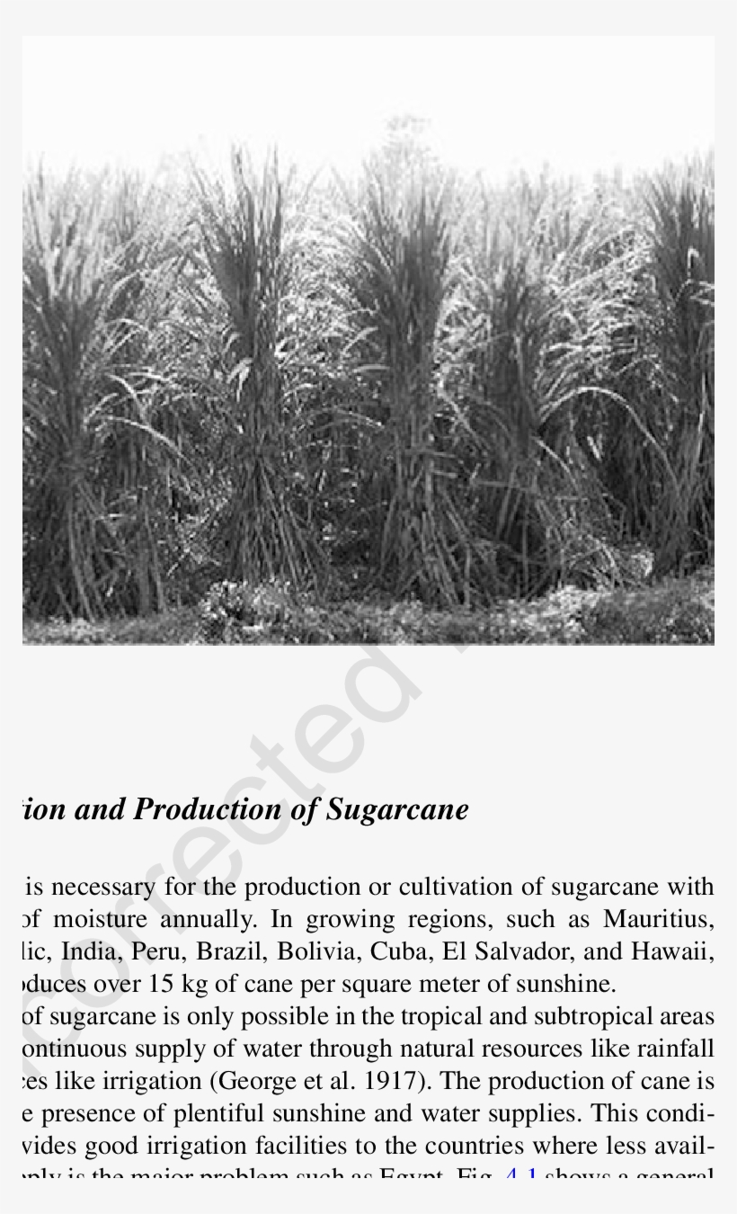 Sugar Cane - Fiber Crop, transparent png #1089075