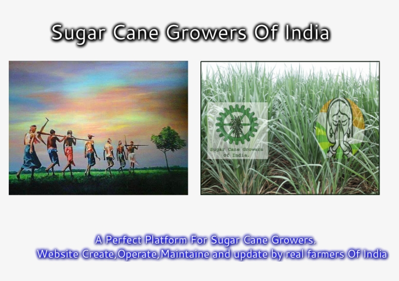 Sugarcane, transparent png #1089453