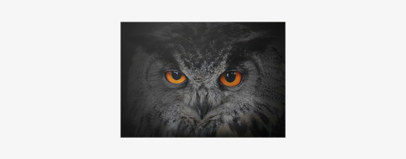 The Evil Eyes - Spirit Animal Quiz: Find Your Spirit Animal! [book], transparent png #1089586