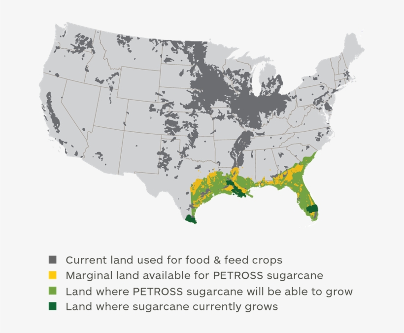 If We Devoted 23 Million Acres In The Southeastern - Sugarcane Growth In Us, transparent png #1089985