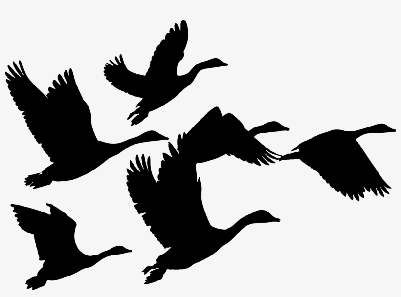 This Free Icons Png Design Of Gaggle Of Geese Silhouette, transparent png #1090703