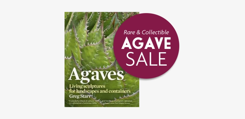 Agaves Living Sculptures For Landscapes And Containers - Agaves: Living Sculptures For Landscapes And Containers, transparent png #1091547