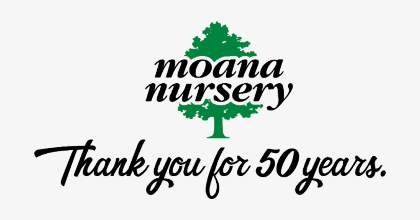 Be On The Lookout For Our Anniversary Announcements - Moana Nursery, transparent png #1091790