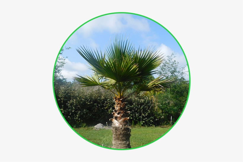 Palm Trees - Borassus Flabellifer, transparent png #1091924
