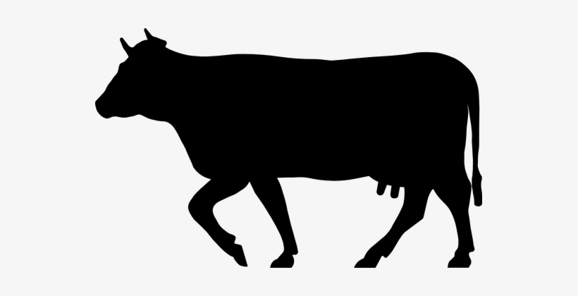 Cow Cattle Beef Animal Mammal Silhouette F - Beef Cattle, transparent png #1092391