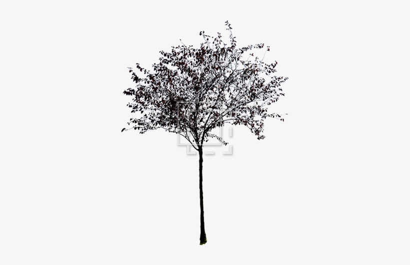 Trees Without Leaves Png Picture Library Stock - Black And White Small Tree, transparent png #1092713
