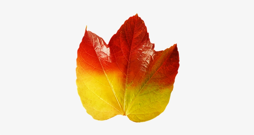 Colorful Autumn Leaf Of Vine - Autumn, transparent png #1093022