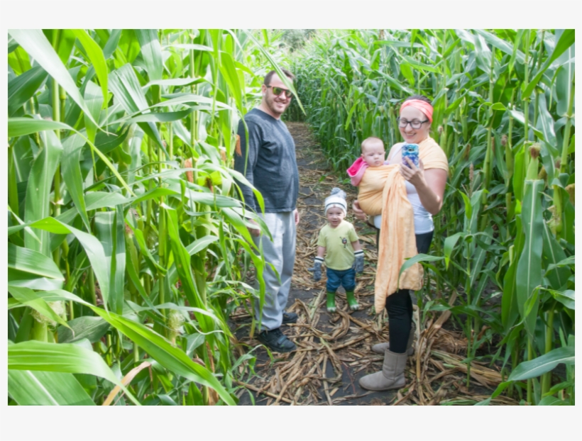 Cash Crop, transparent png #1096745