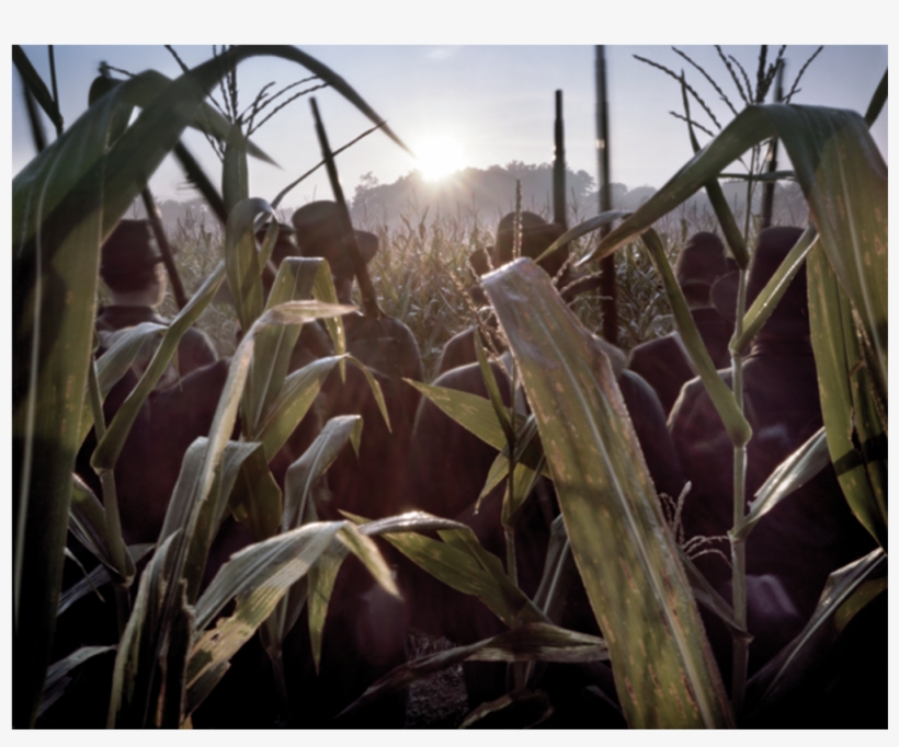 Blackhats In The Cornfield, transparent png #1096787