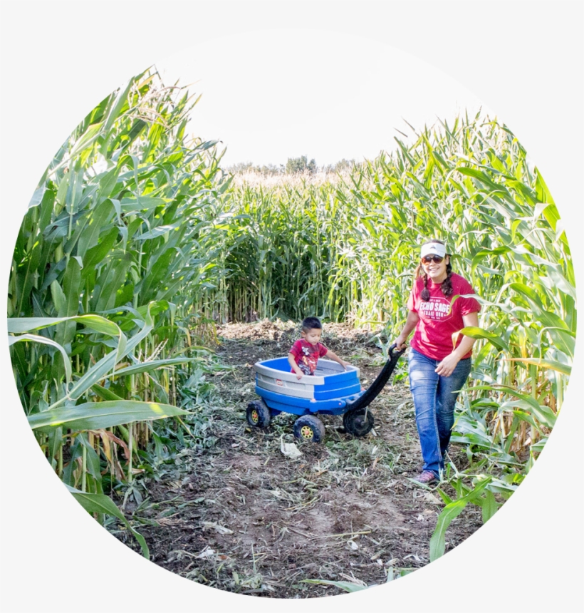 Grass, transparent png #1097253