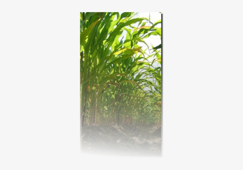 The Field Is Just Over That Hill I Lay Out Flat Pulled - Dulce Olor A Muerte, transparent png #1097316