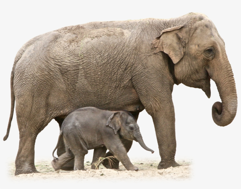 Elephant Png - Elephant Transparent, transparent png #110103