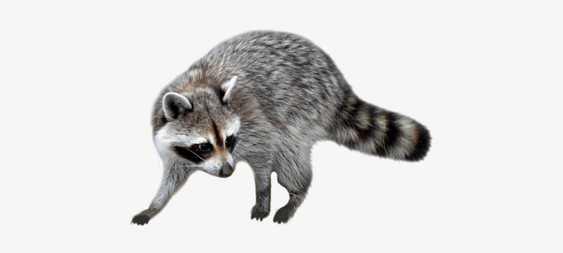 Raccoon Png - Raccoon Png Transparent, transparent png #110105