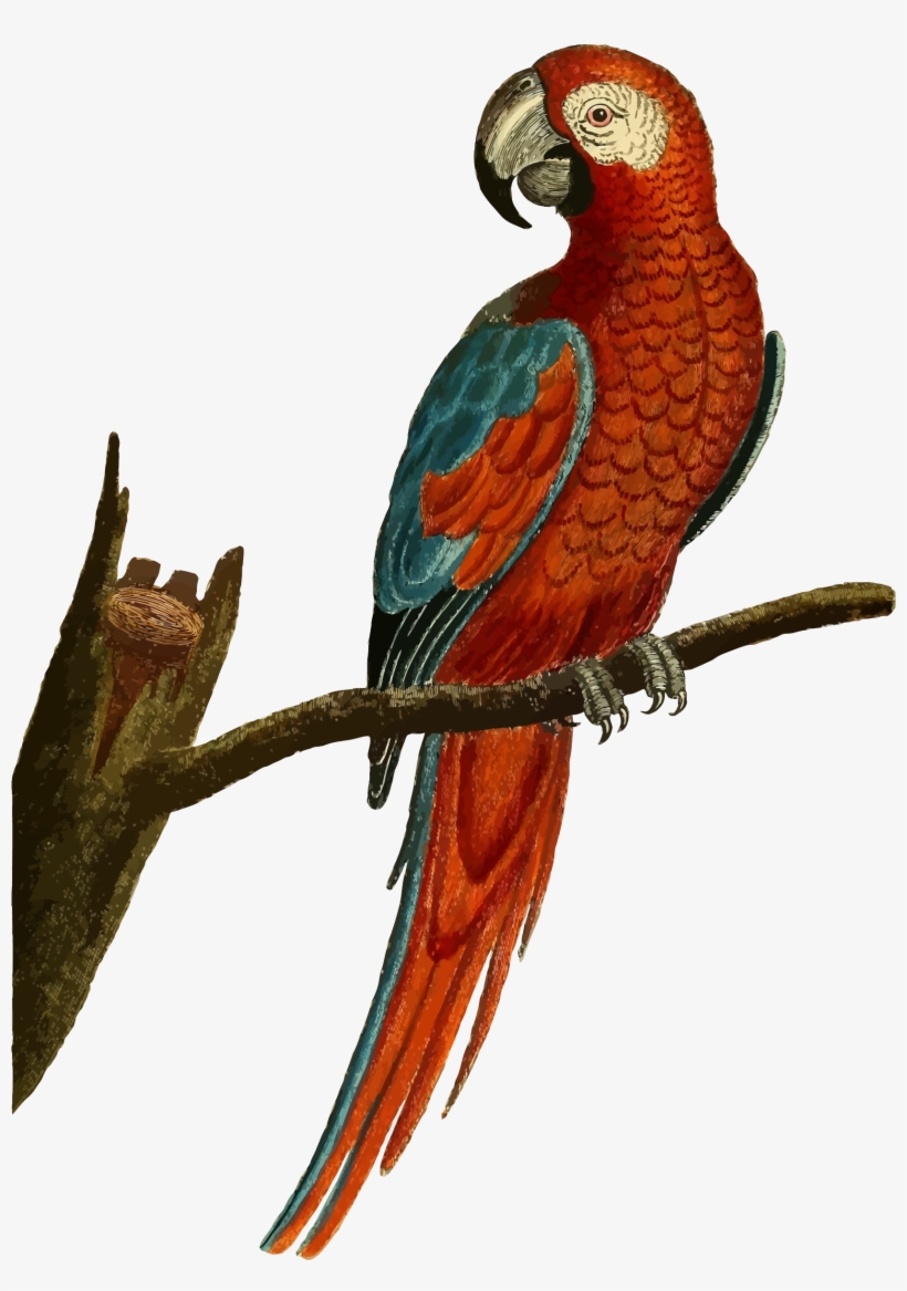 Parrot Illustration, transparent png #110168