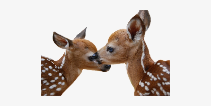Deer Png Image - Biljke I Životinje U Proljeće, transparent png #110427