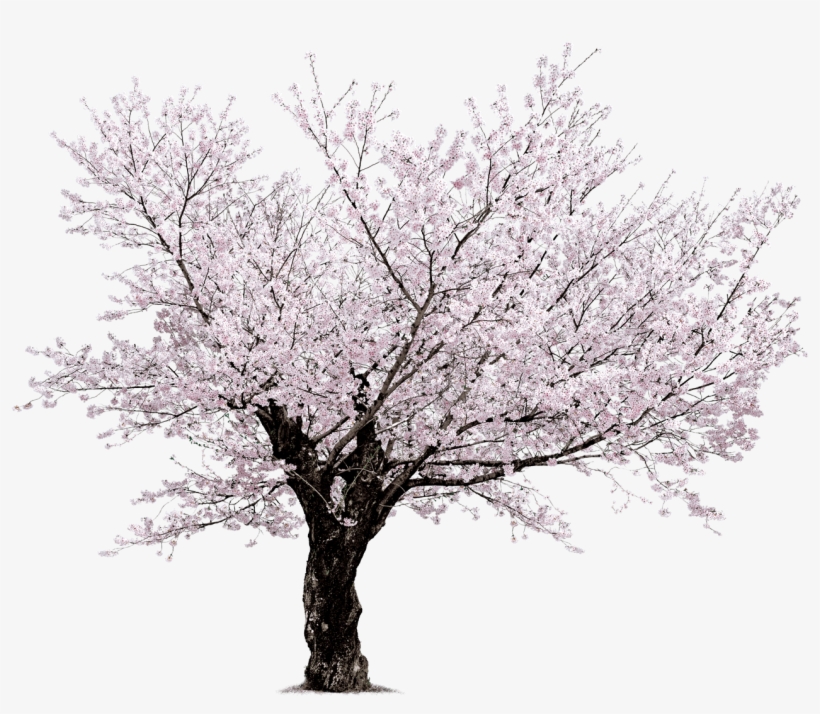 Cherry Blossom Tree Png - Sakura Png, transparent png #110677