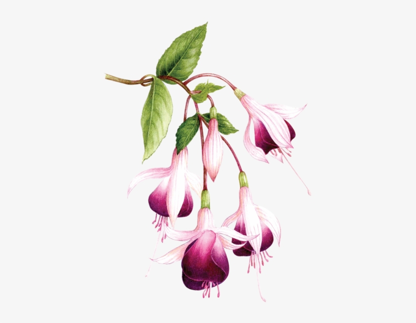 Fuchsias - Tattly, transparent png #110710