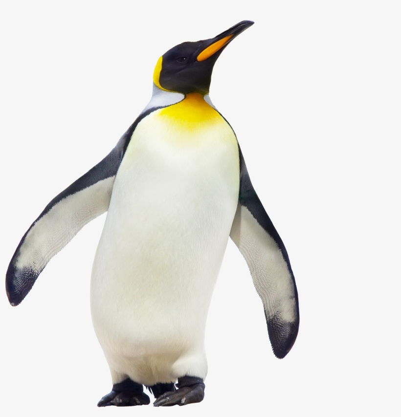 Penguin Walking Png Image - Emperor Penguin, transparent png #110963
