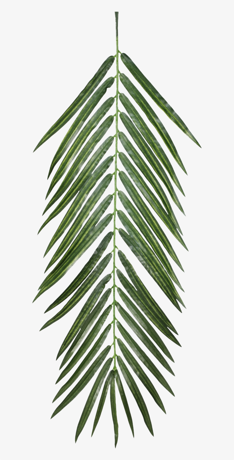 Palm Leaves, Qe > - Aesthetic Pngs For Edits, transparent png #111063