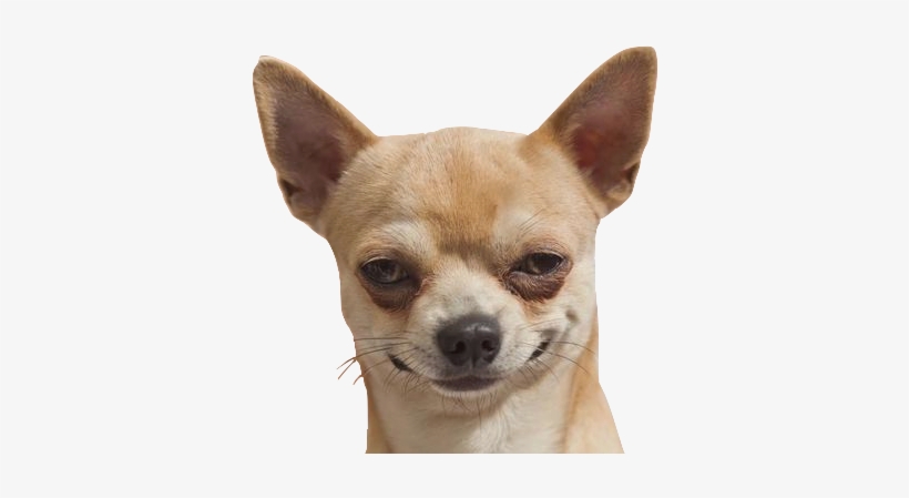 Dog, Funny, And Chihuahua Image - Dog Tumblr Png, transparent png #111267