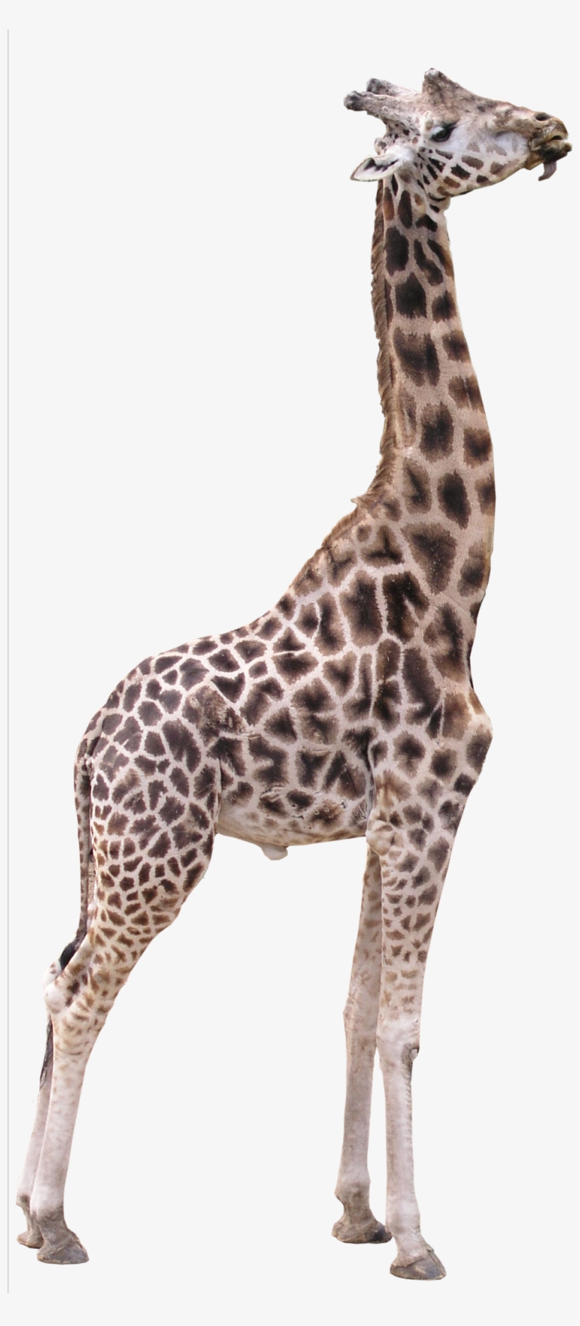 Giraffe Png Transparent Image - Giraffe Png, transparent png #111322