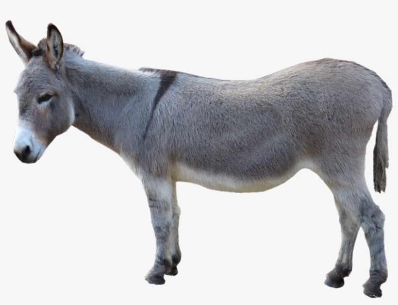 Grey Donkey Standing Png Image - Donkey Png, transparent png #111366