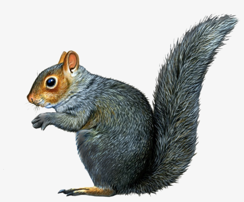 Fox Squirrel, Squirrels, Squirrel Illustration, Chipmunks, - Eastern Grey Squirrel Png, transparent png #111507