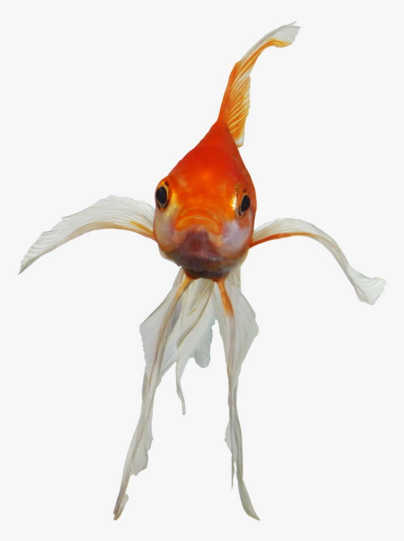 Pin By Joshua Simmonds On Stock Images - Png Goldfish, transparent png #111592