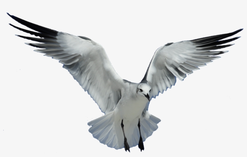 Download Png Image Report - Seagull Transparent, transparent png #112127