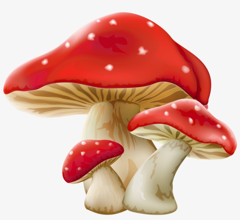 Mushroom Png Picture - Mushroom Png Transparent Background, transparent png #112396