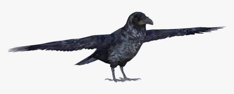 Common Raven, transparent png #112419