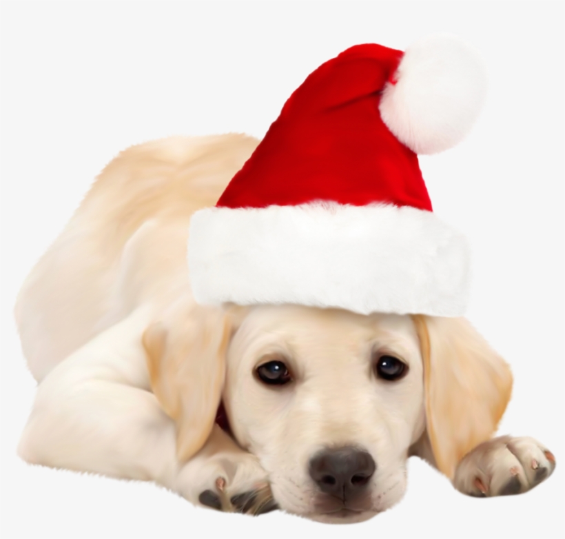 Dog With Santa Hat Png Clipart - Golden Retriever Red Bow, transparent png #112890